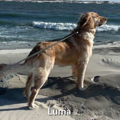 A dog on a leash is standing on a beach near the ocean.