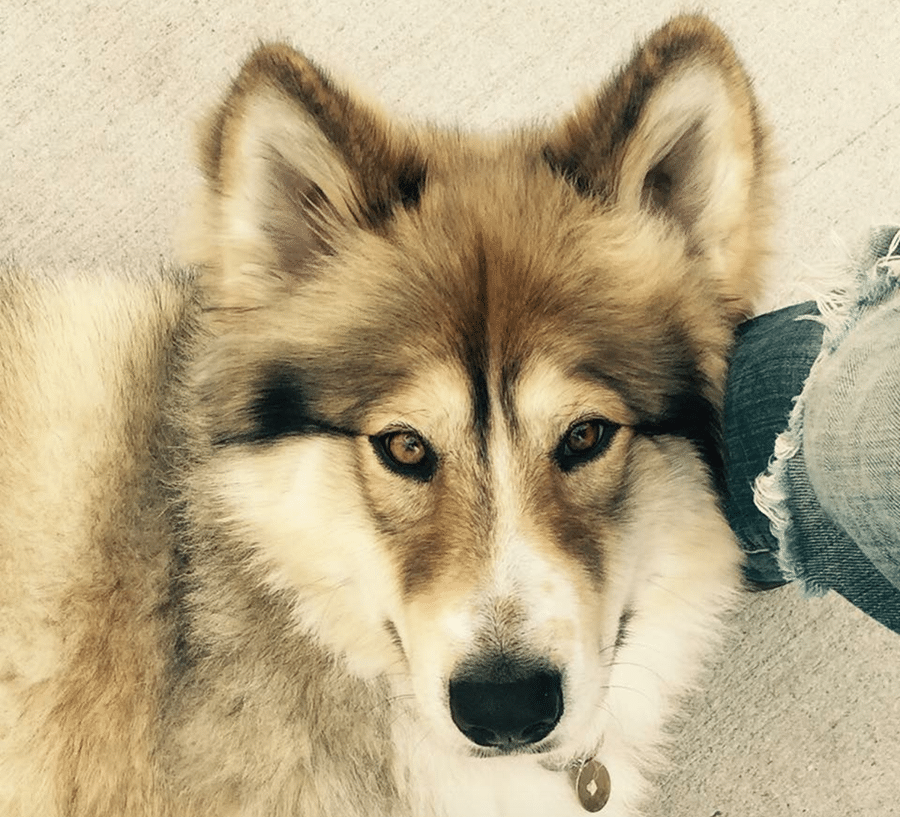 A dog that looks like a wolf is laying on the floor