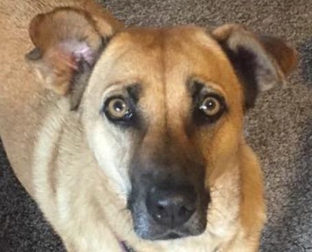 A close up of a dog laying on a carpet looking up at the camera.