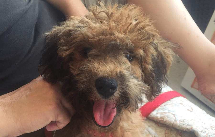 A person is petting a small brown dog with its tongue out.