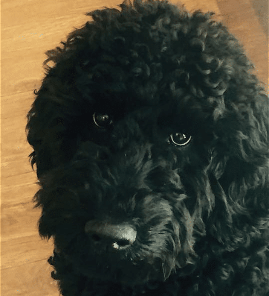 A close up of a black dog looking at the camera