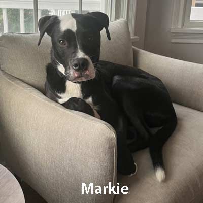 A black and white dog is sitting in a chair.