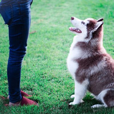 A person is standing next to a husky dog in the grass.