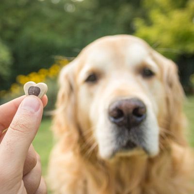A person is holding a treat in front of a dog.