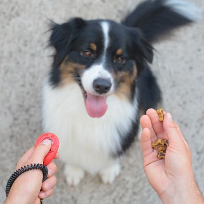 A black and white dog is being trained with a clicker