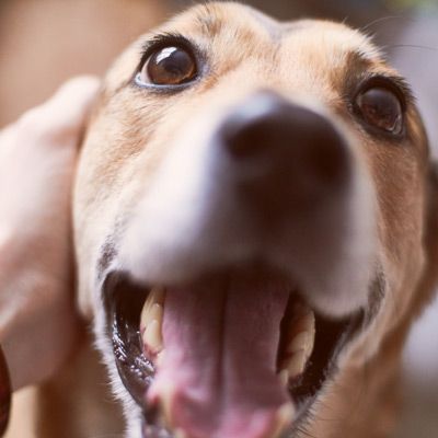 A close up of a dog 's face with its tongue hanging out.
