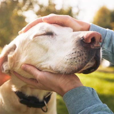 A person is petting a dog 's head with their hands.
