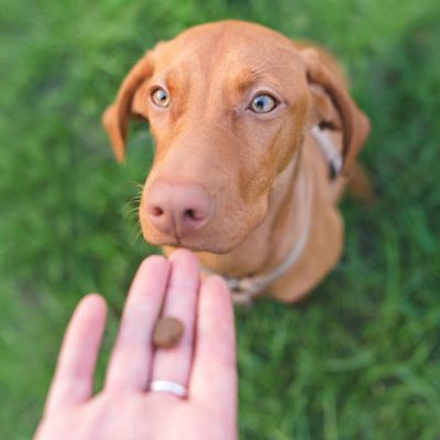 A brown dog is looking at a person holding a treat in their hand.