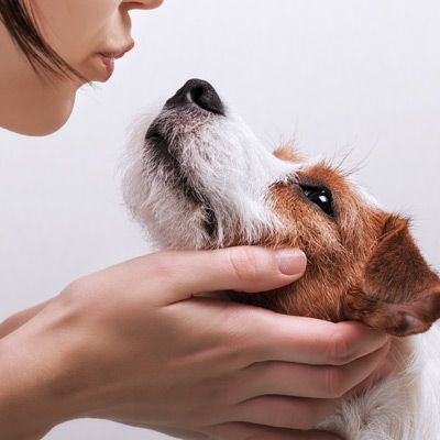A woman is petting a small brown and white dog