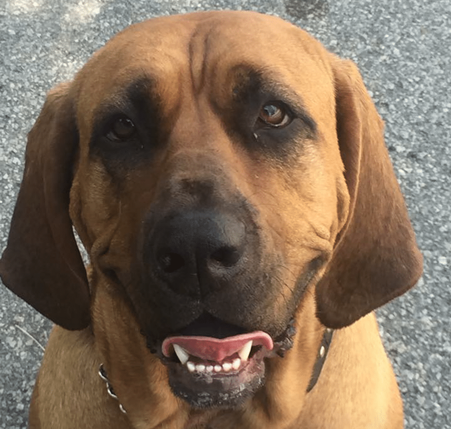 A close up of a brown dog with its tongue out
