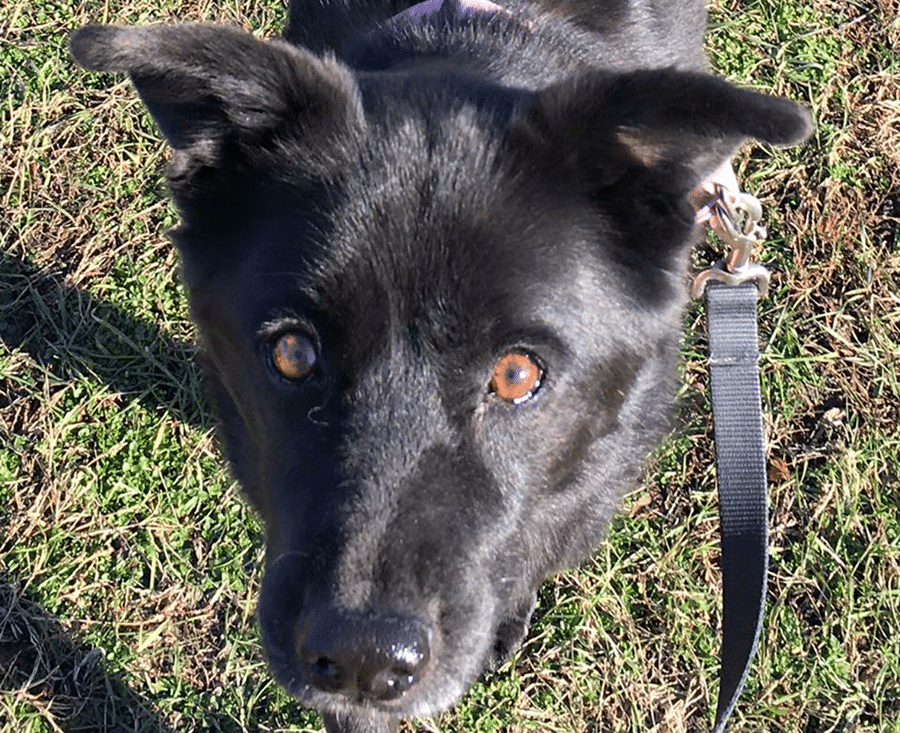 A black dog on a leash looking up at the camera