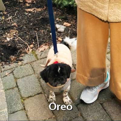 A person is walking a pug dog on a leash.