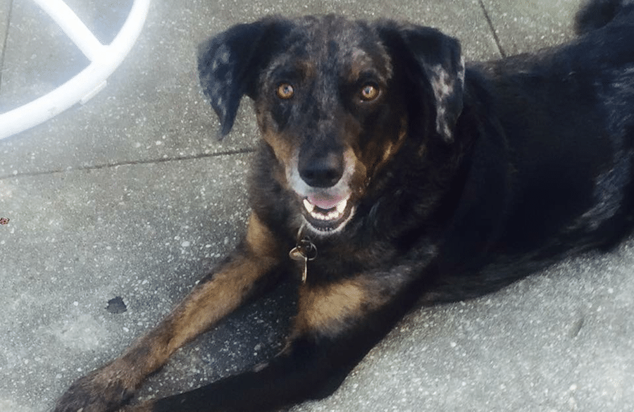 A black and brown dog is laying down on the ground