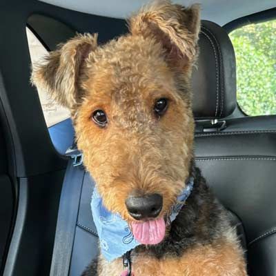 A brown and black dog is sitting in the back seat of a car.