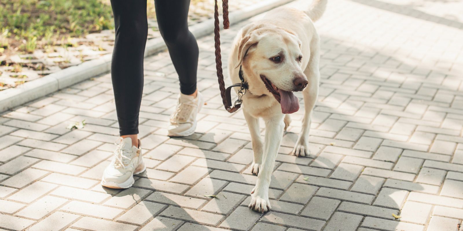 Point Lookout Dog Trainer - Maureen Keene of Keene Kanine