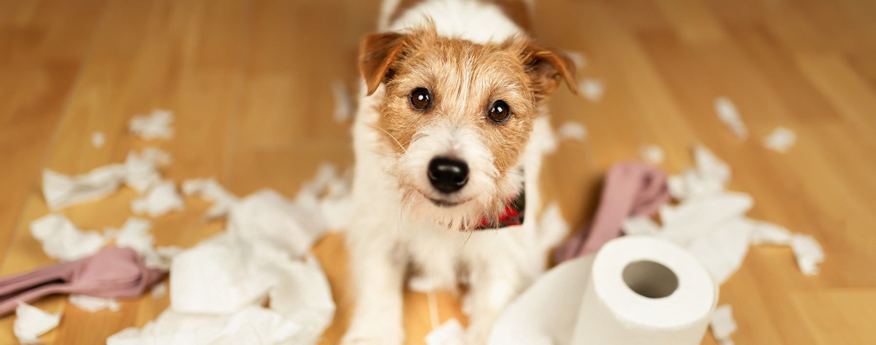 Professional vs. DIY Dog Training by Maureen Keene. Training your dog is crucial for a harmonious home. Deciding between DIY and professional training can influence your dog's behavior and your relationship. This blog explores when to seek expert help and the benefits of professional courses, ensuring you make informed decisions for effective dog training.