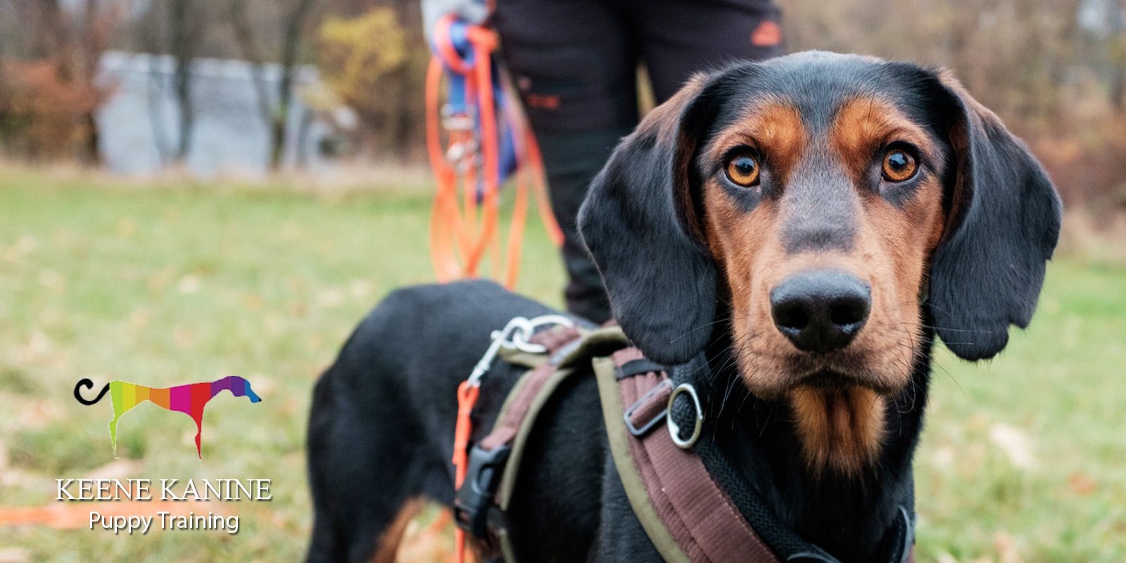 Professional Puppy Training by Maureen Keene of Keene Kanine, Top Puppy Trainer in Long Beach and Serving Nassau County, NY. Free Consultation.