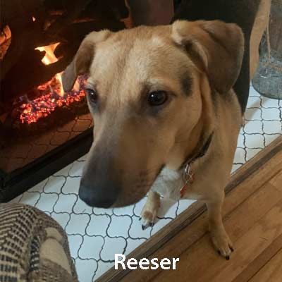 A dog named reeser is standing in front of a fireplace.