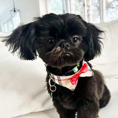 A small black dog wearing a collar and bandana is sitting on a couch.