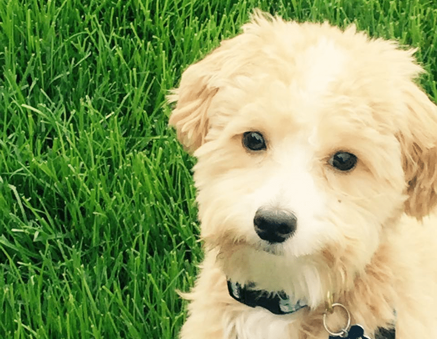 A small dog is laying in the grass and looking at the camera