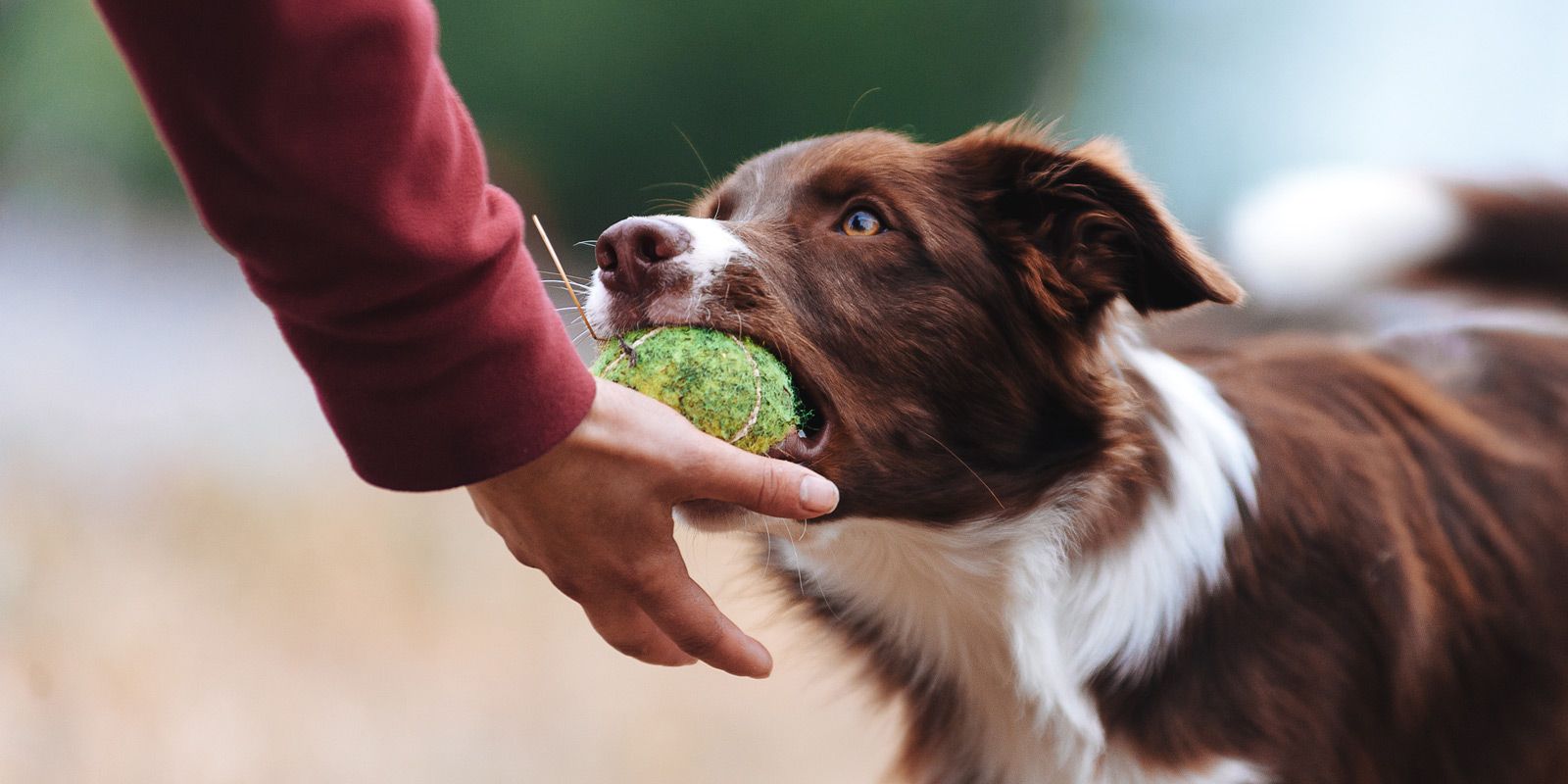 Rockville Centre Dog Trainer - Maureen Keene of Keene Kanine