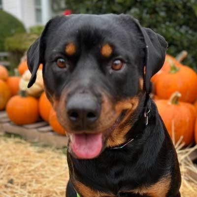 A black and brown dog is sitting in front of a pile of pumpkins.