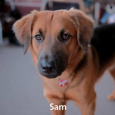 A brown dog is standing on a carpet and looking at the camera.