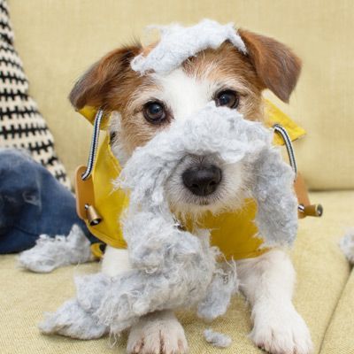 A small brown and white dog is sitting on a couch with a stuffed animal in its mouth