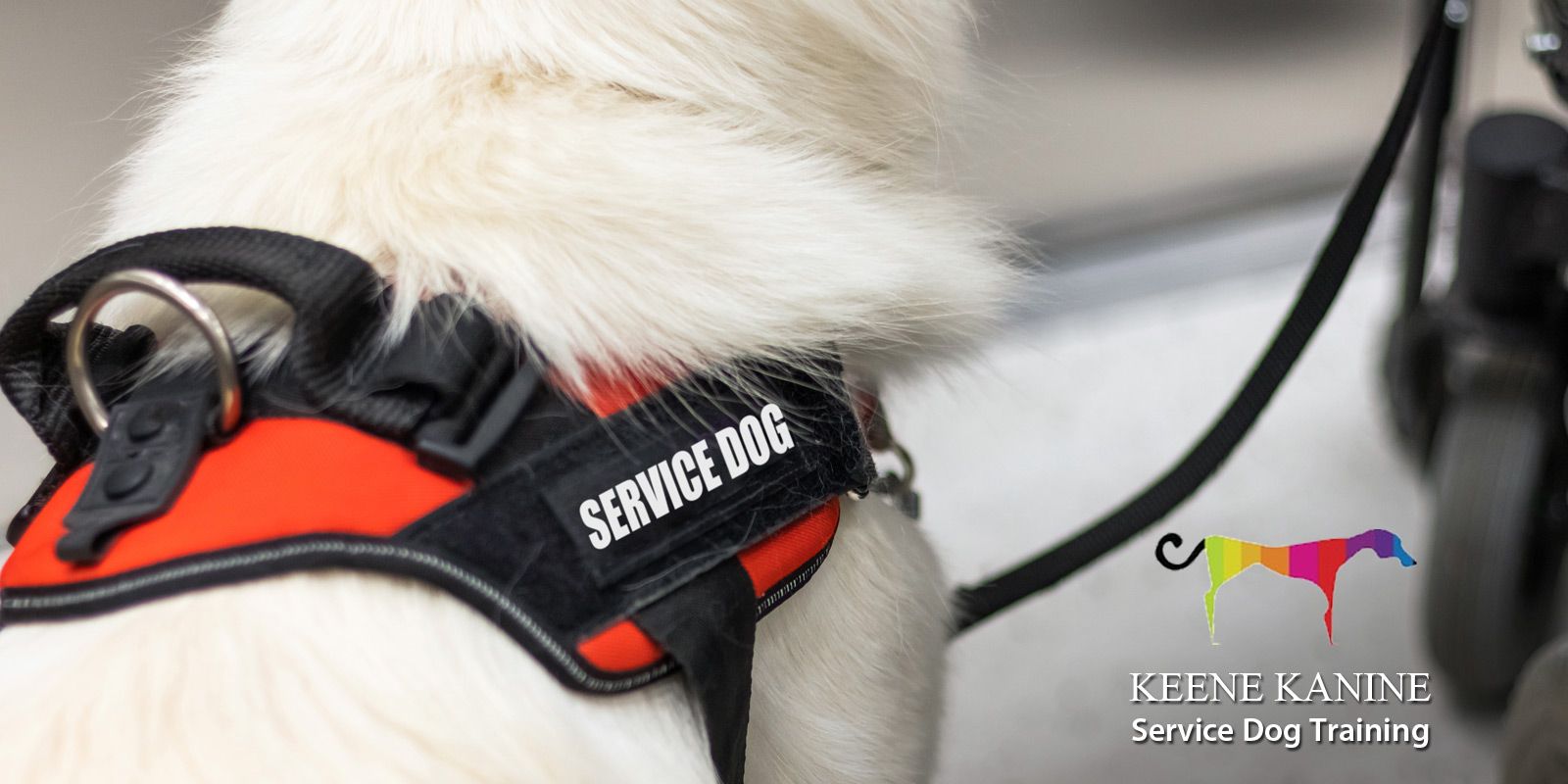 A white dog wearing a red and black service dog harness.
