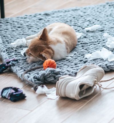 Serving Dog Training is Not For Every Dog