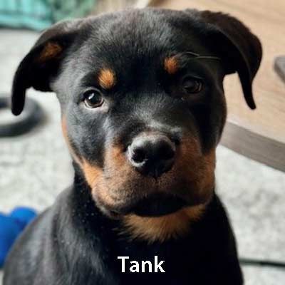 A black and brown puppy is sitting next to a table and looking at the camera.