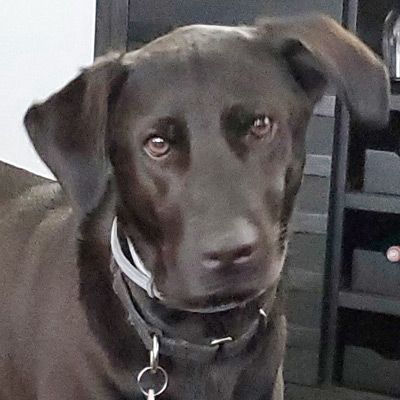 A close up of a brown dog wearing a collar and looking at the camera.