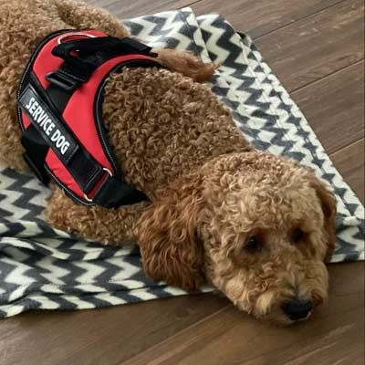 A brown dog wearing a red service dog harness is laying on a blanket.