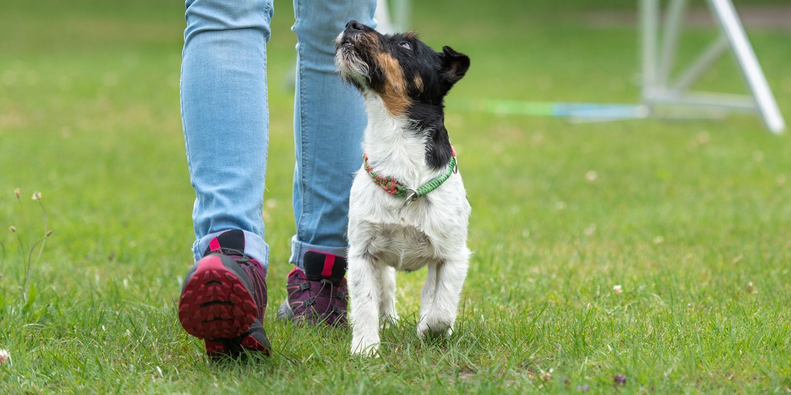 The East Atlantic Beach Dog Trainer - Maureen Keene of Keene Kanine
