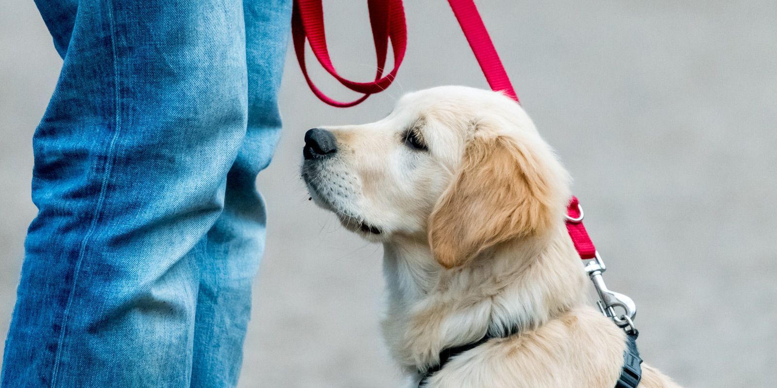 The East Rockaway Dog Trainer - Maureen Keene of Keene Kanine