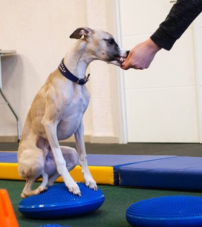 Dog Therapy Certification Test