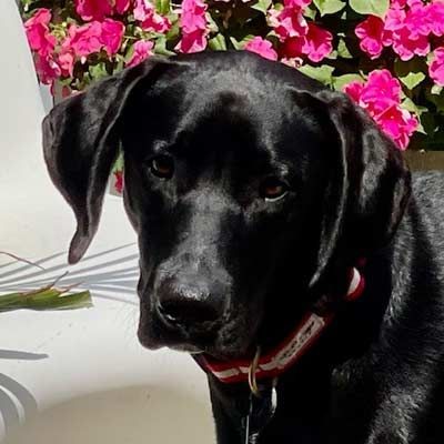 A black dog wearing a red and white collar is looking at the camera.