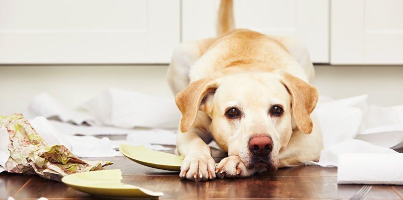 Improve Your Dog's Behavior by Understanding How They Are Trying to Communicate with You by Maureen