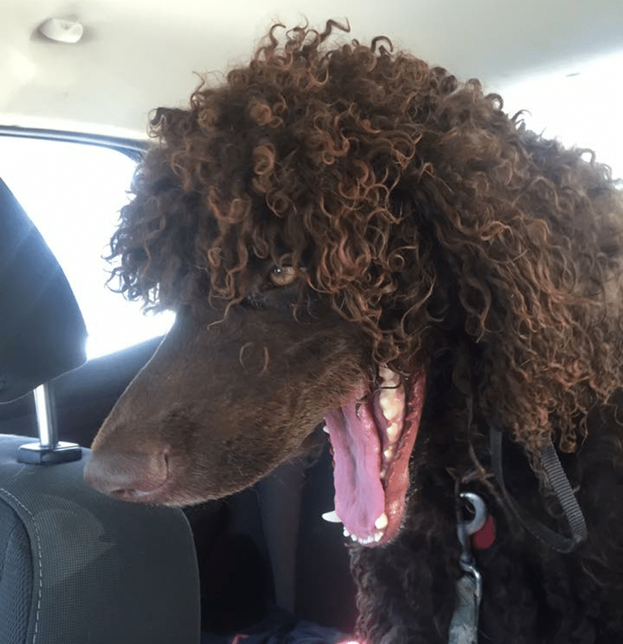A brown dog with curly hair is sitting in the back seat of a car