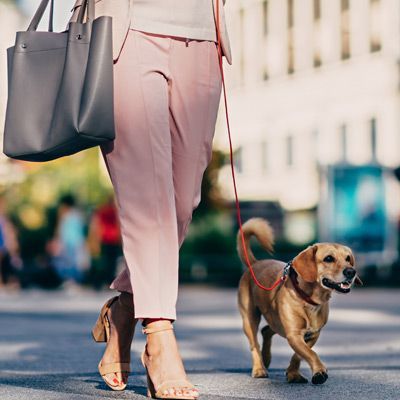 Advantages of Having A Dog Trained to Heel