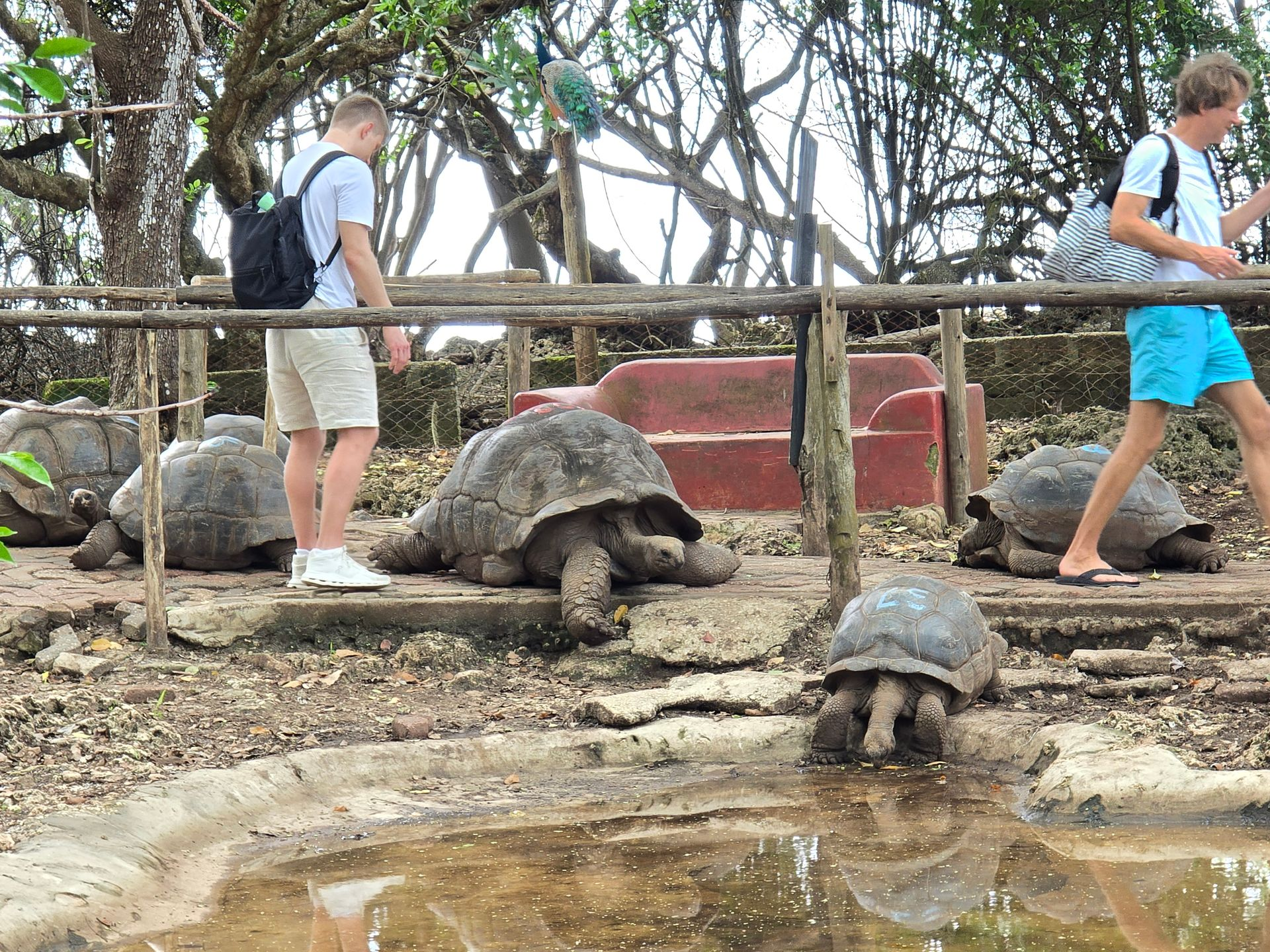 Prison Island Zanzibar tour with giant tortoises and crystal-clear beach views