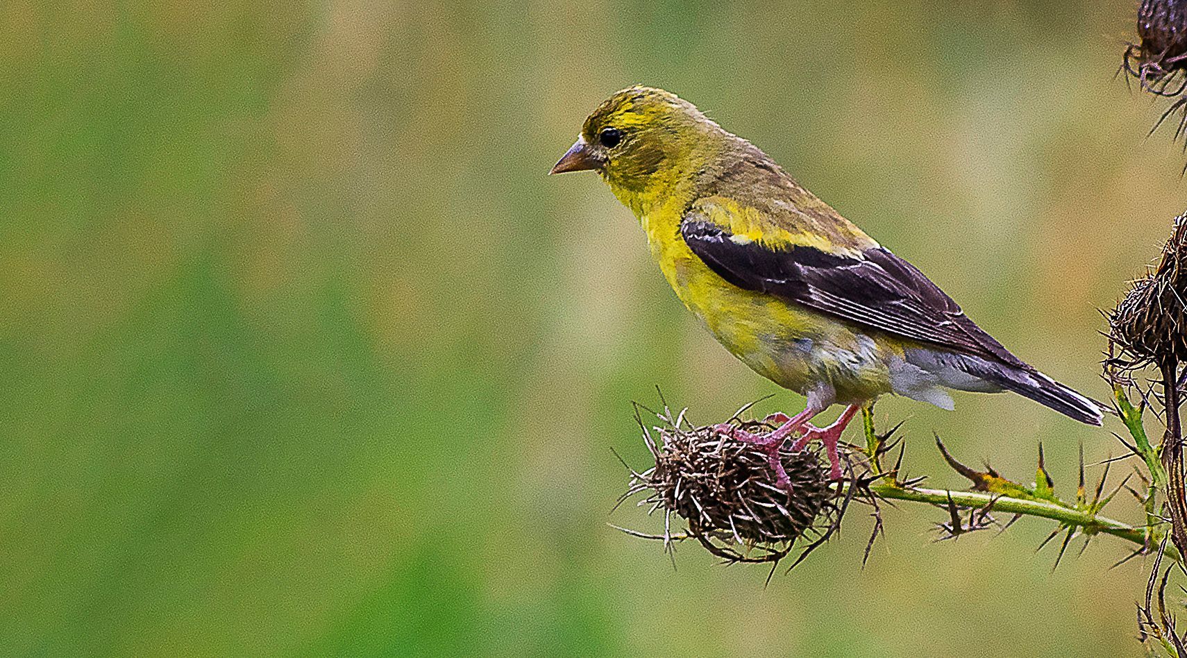 A small yellow and black bird perched on a branch.