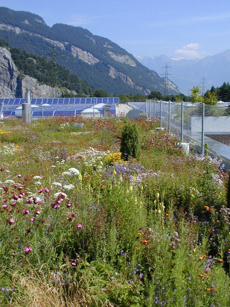 Begrünter Dachgarten mit Wildblumen und Solarpaneelen, im Hintergrund Berge.