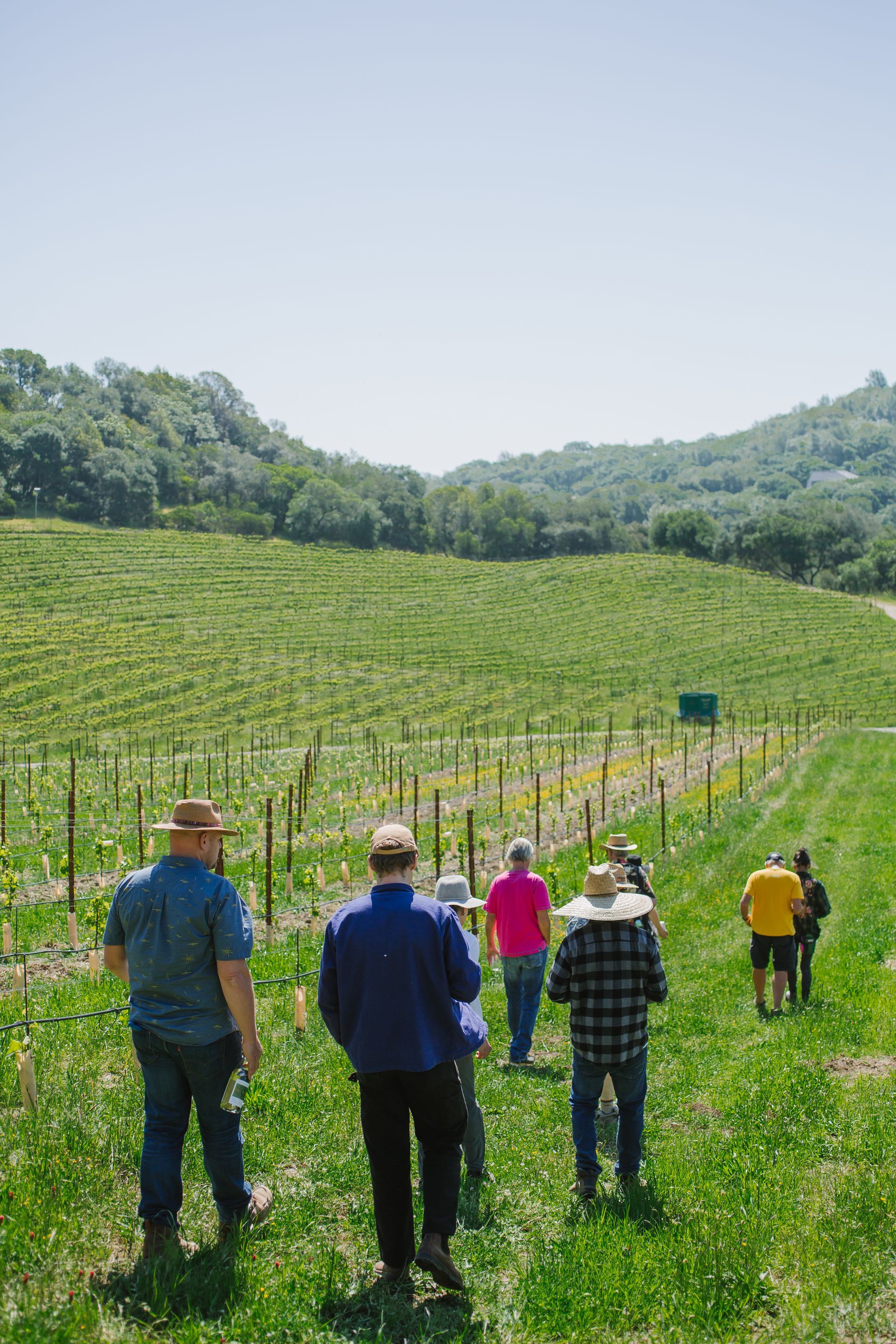 A group of people are standing in a grassy field looking at a vineyard.