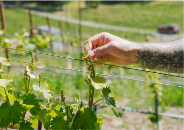 A man with a tattoo on his arm is pruning a vine in a vineyard.