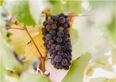 A bunch of grapes hanging from a vine with leaves.