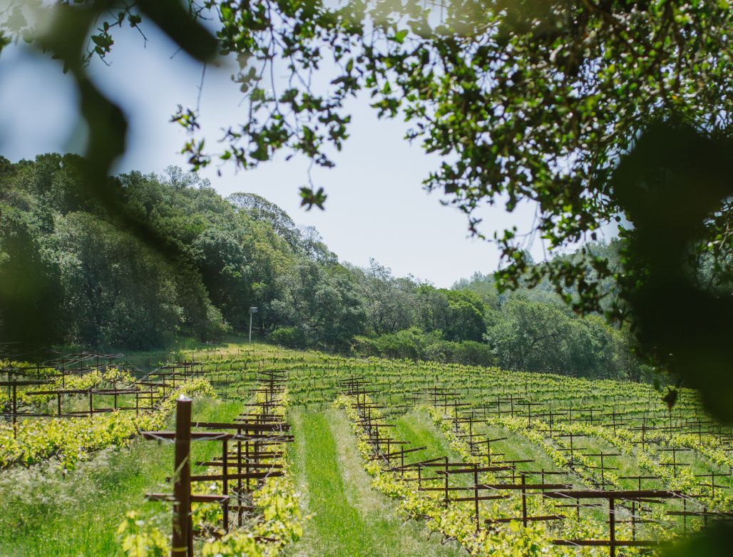 A view of a vineyard through the trees on a sunny day.