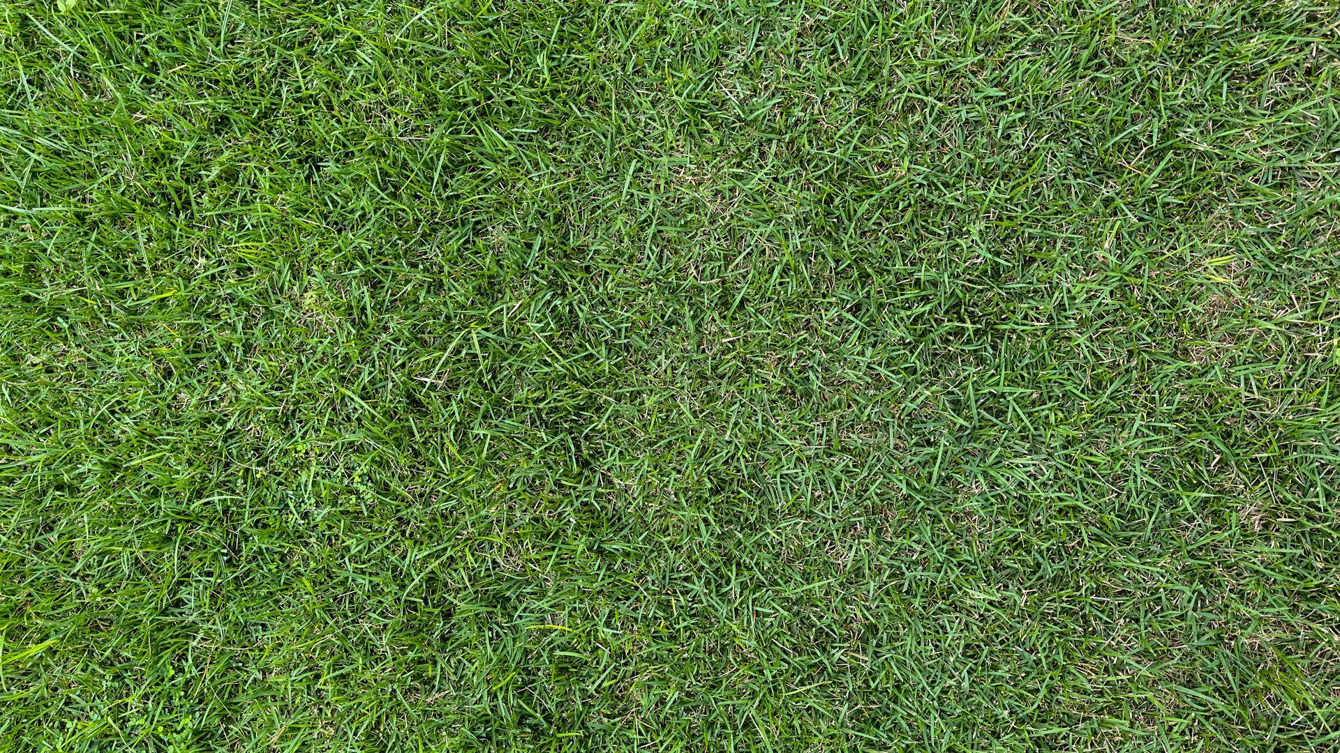 A close up of a lush green field of grass.