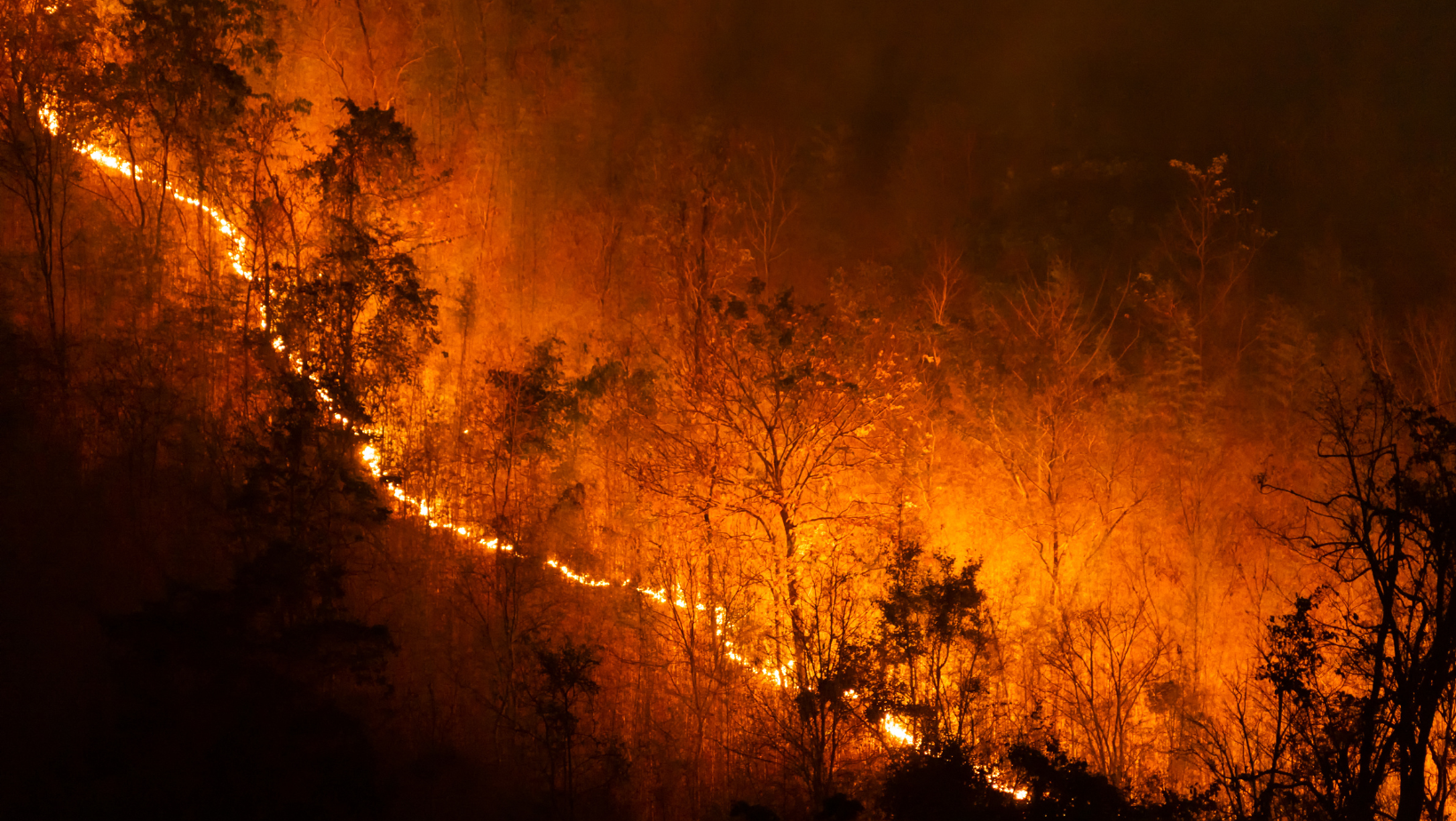 Wildfire blazing through a dark forest hillside, with bright orange flames and smoke