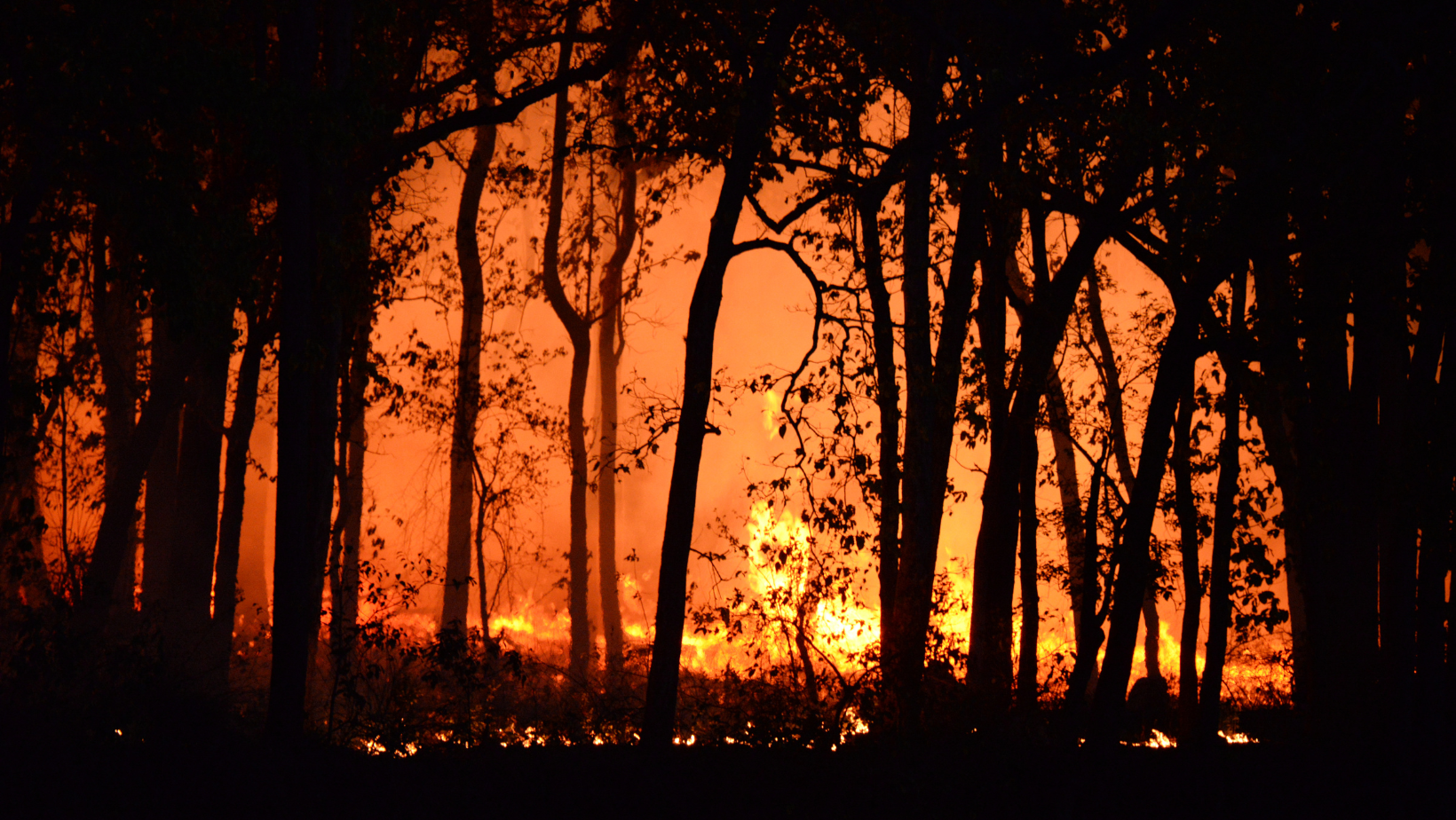 Silhouetted trees against a glowing orange forest fire at dusk